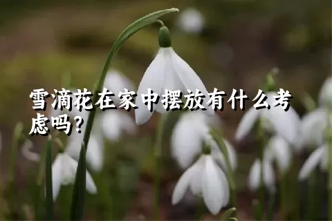 雪滴花在家中摆放有什么考虑吗？