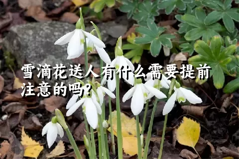 雪滴花送人有什么需要提前注意的吗？