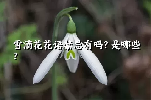 雪滴花花语禁忌有吗？是哪些？