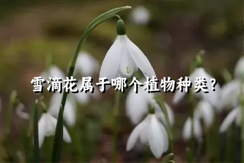雪滴花属于哪个植物种类？