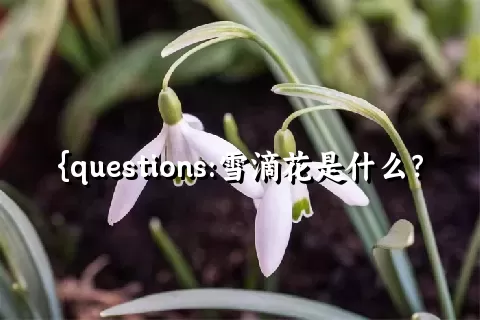 雪滴花是什么？