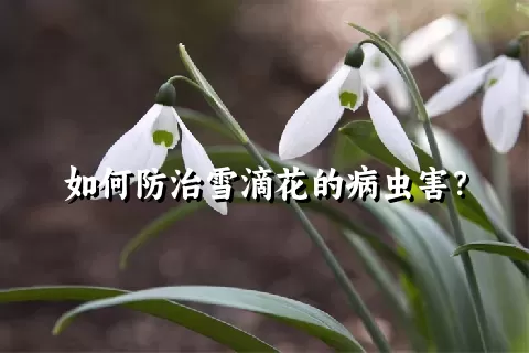 如何防治雪滴花的病虫害？