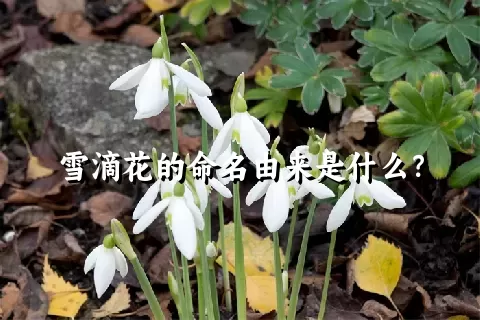 雪滴花的命名由来是什么？