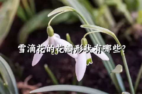 雪滴花的花瓣形状有哪些？
