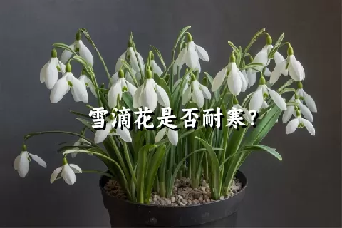 雪滴花是否耐寒？