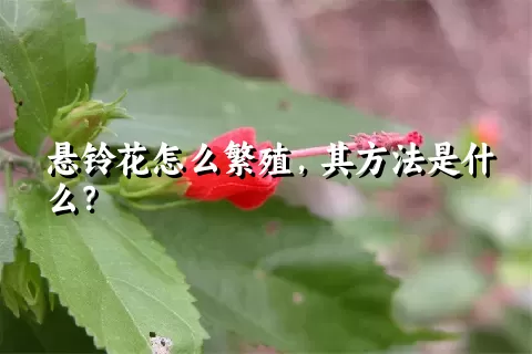悬铃花怎么繁殖，其方法是什么？