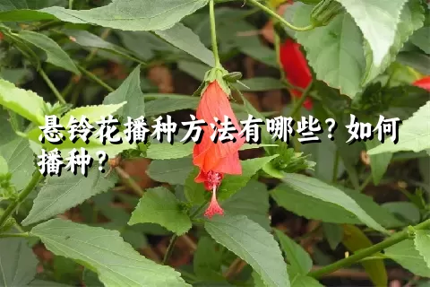 悬铃花播种方法有哪些？如何播种？