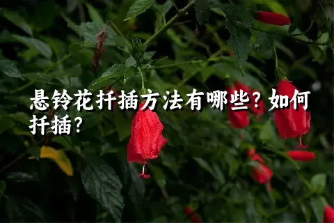 悬铃花扦插方法有哪些？如何扦插？
