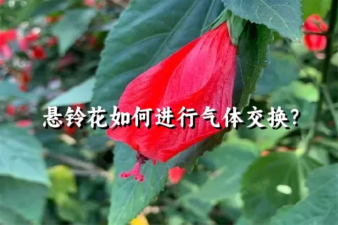 悬铃花如何进行气体交换？