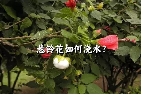 悬铃花如何浇水？