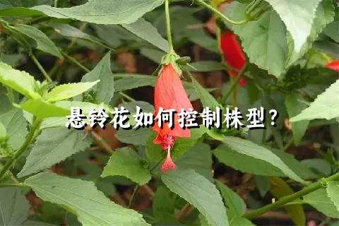 悬铃花如何控制株型？