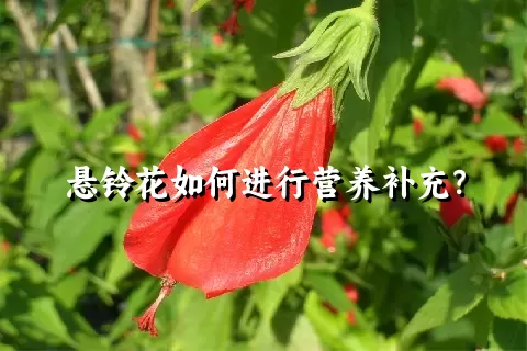 悬铃花如何进行营养补充？