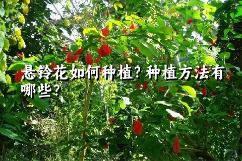 悬铃花如何种植？种植方法有哪些？