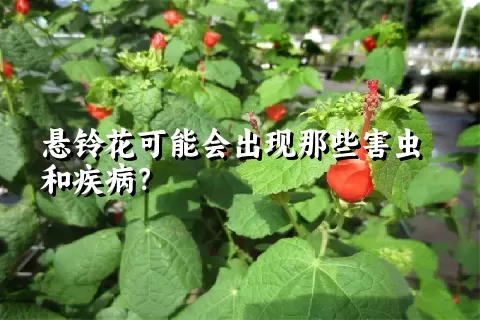 悬铃花可能会出现那些害虫和疾病？