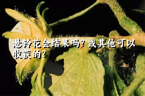 悬铃花会结果吗？或其他可以收获的？