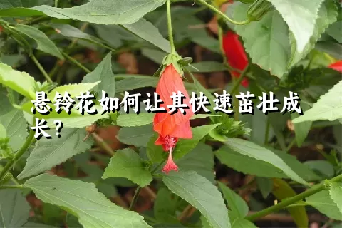 悬铃花如何让其快速茁壮成长？
