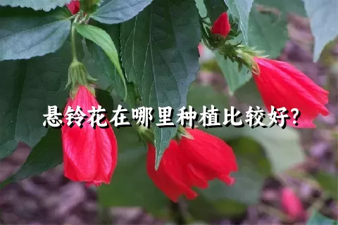 悬铃花在哪里种植比较好？