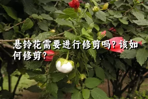 悬铃花需要进行修剪吗？该如何修剪？