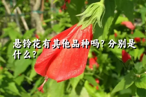 悬铃花有其他品种吗？分别是什么？
