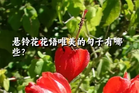 悬铃花花语唯美的句子有哪些？