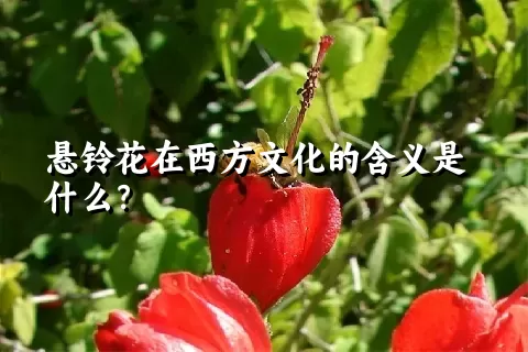 悬铃花在西方文化的含义是什么？