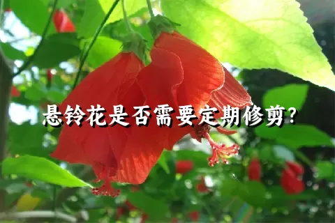 悬铃花是否需要定期修剪？