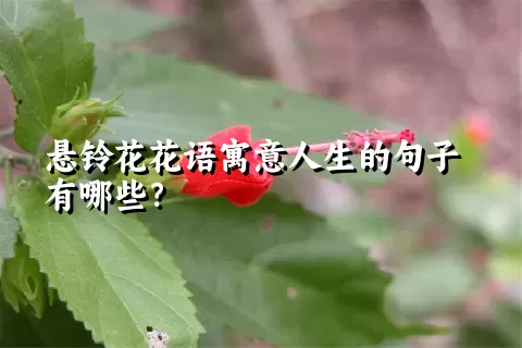 悬铃花花语寓意人生的句子有哪些？