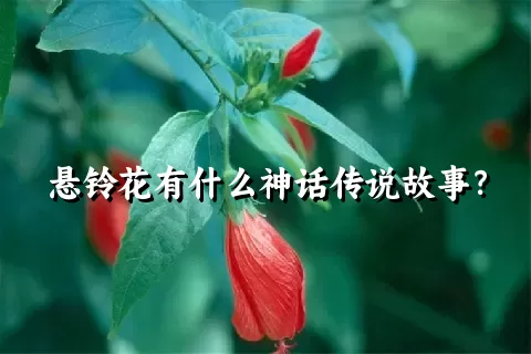 悬铃花有什么神话传说故事？