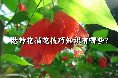悬铃花插花技巧知识有哪些？
