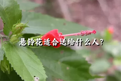 悬铃花适合送给什么人？