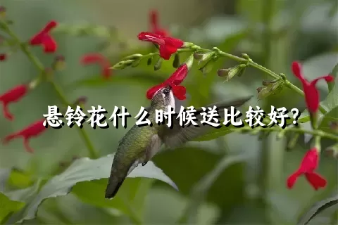 悬铃花什么时候送比较好？