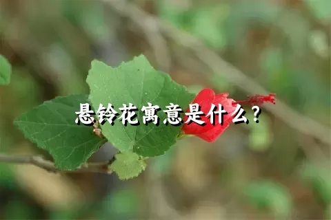 悬铃花寓意是什么？