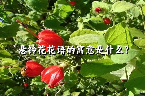 悬铃花花语的寓意是什么？