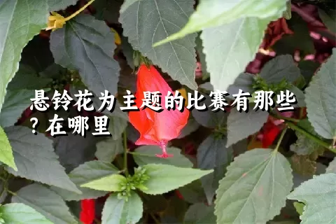悬铃花为主题的比赛有那些？在哪里