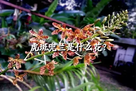 虎斑兜兰是什么花？