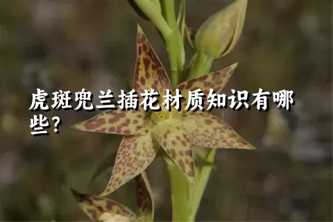 虎斑兜兰插花材质知识有哪些？