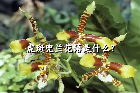 虎斑兜兰花语是什么？