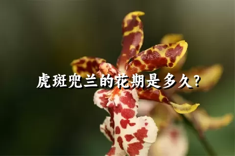 虎斑兜兰的花期是多久？