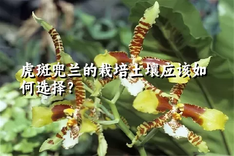 虎斑兜兰的栽培土壤应该如何选择？