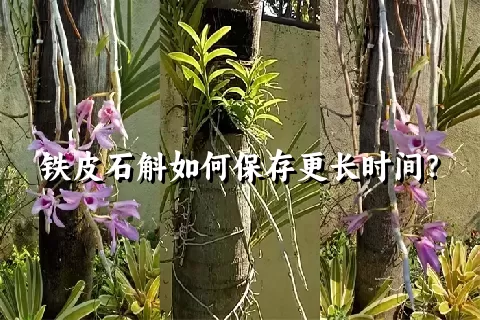 铁皮石斛如何保存更长时间？