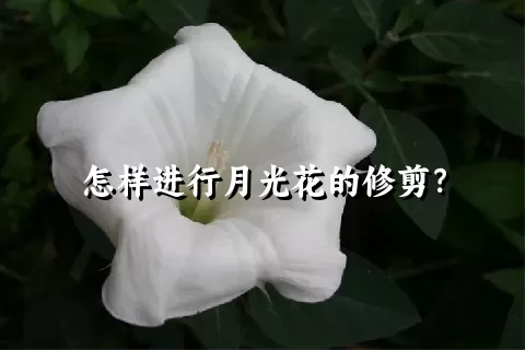 怎样进行月光花的修剪？