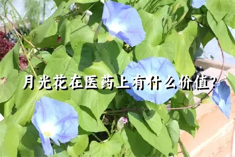 月光花在医药上有什么价值？