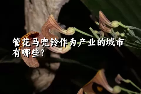管花马兜铃作为产业的城市有哪些？