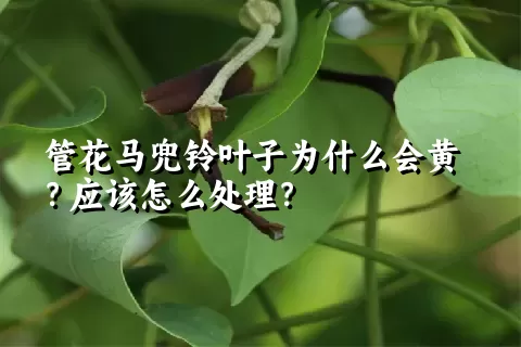 管花马兜铃叶子为什么会黄？应该怎么处理？