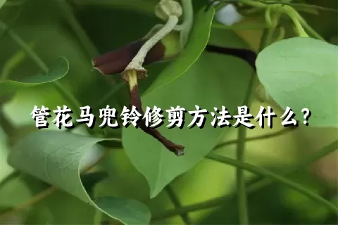 管花马兜铃修剪方法是什么？