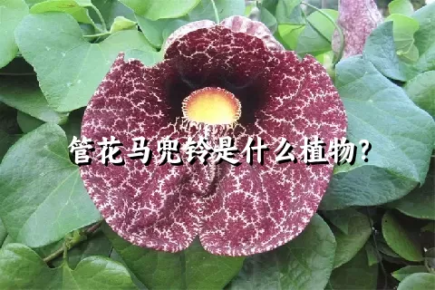 管花马兜铃是什么植物？