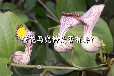 管花马兜铃是否有毒？