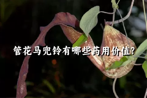 管花马兜铃有哪些药用价值？