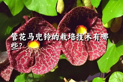 管花马兜铃的栽培技术有哪些？