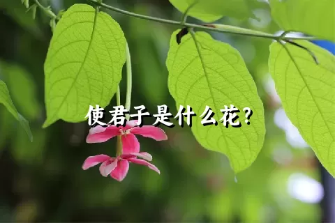 使君子是什么花？